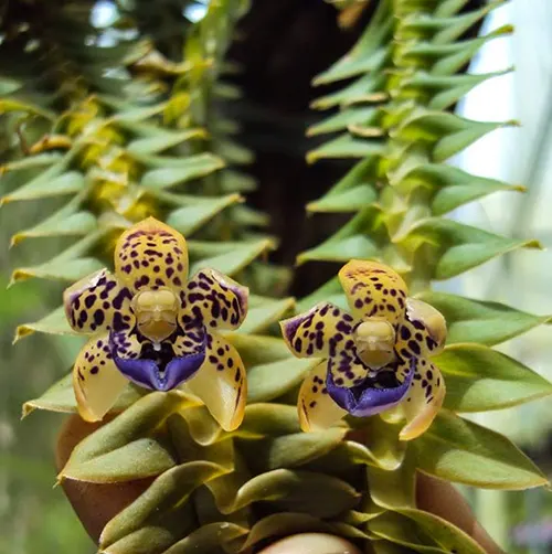 Dichaea pendula