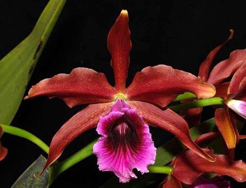 Laelia tenebrosa rubra x self
