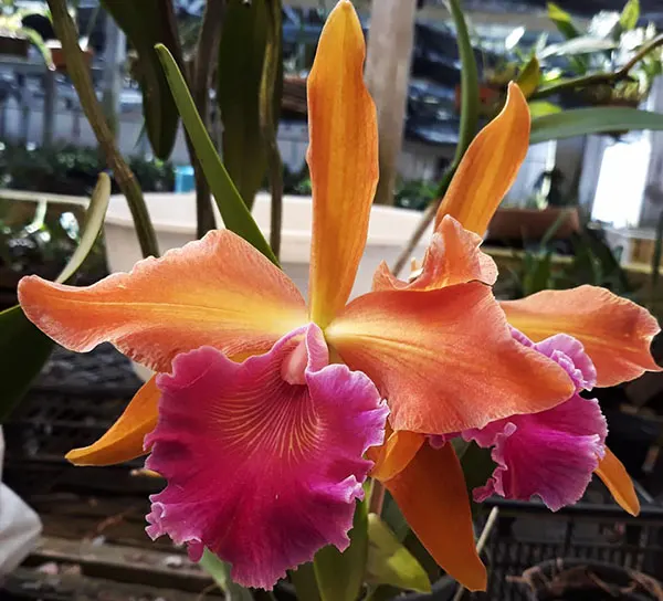 Laeliocattleya Luminosa (tenebrosa x dowiana)