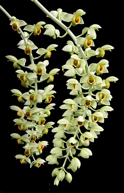 Catasetum complanatum