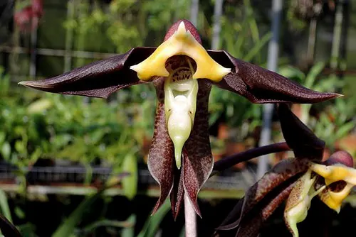 Catasetum gnomus
