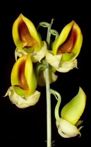 Catasetum rooseveltianum