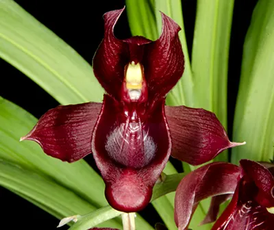 Catasetum vinaceum