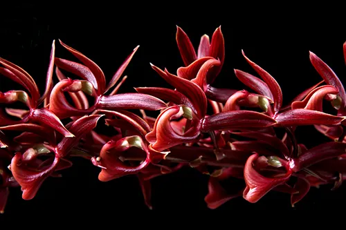Mormodes vinaceum