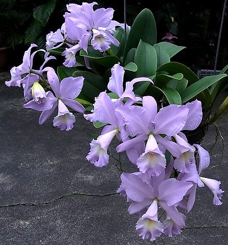 Cattleya Sea Breeze 'Blue Boy'