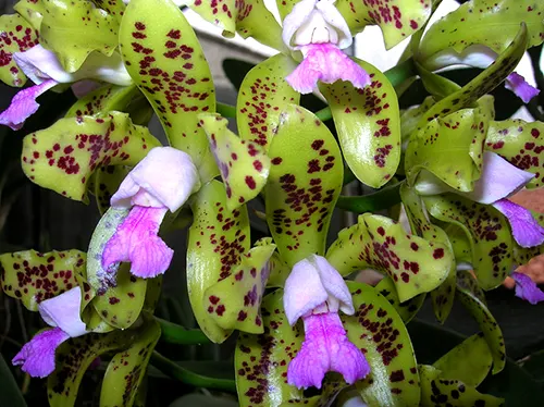 Cattleya guttata (dark coerulea x coerulea 'Bahia')