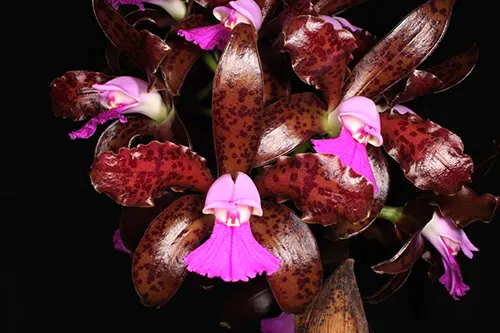 Cattleya leopoldii amethistina