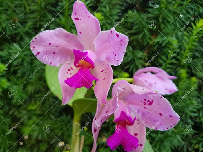 Cattleya amethystoglossa (semi-alba x salmao)