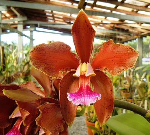 Cattleya granulosa (cuprea 'Leonino' x 'Brown Star')