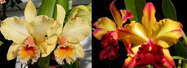 Brassolaeliocattleya George King x Toshie Aoki 'Carmela'