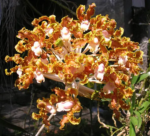 Schomburgkia fimbriata