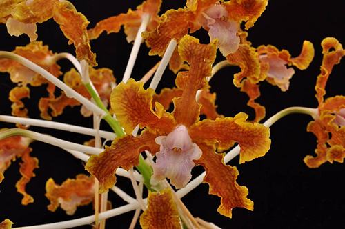 Schoomburgkia marginata