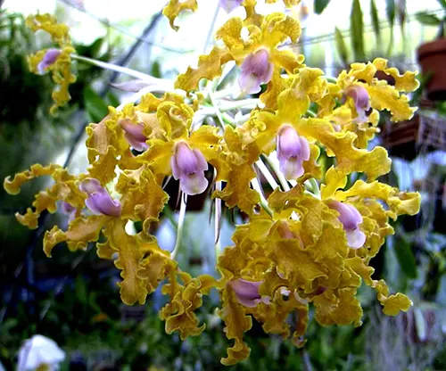 Schomburgkia moyobamba