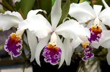 Cattleya mossiae var semi-alba