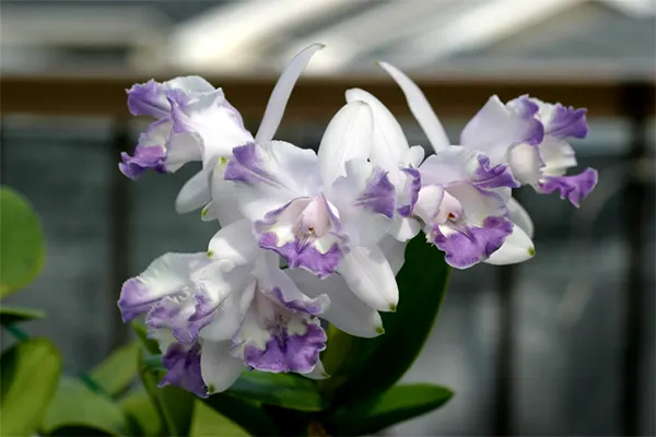 Cattleya intermedia aquinii coerulea 'Haneda'