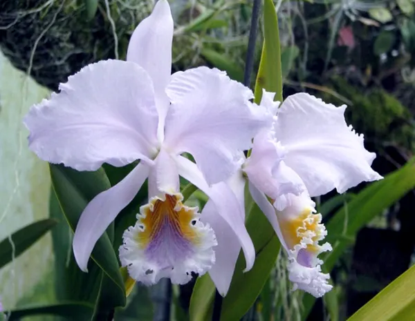 Cattleya mossiae coerulea ('Dark Lip'  x  '#123')