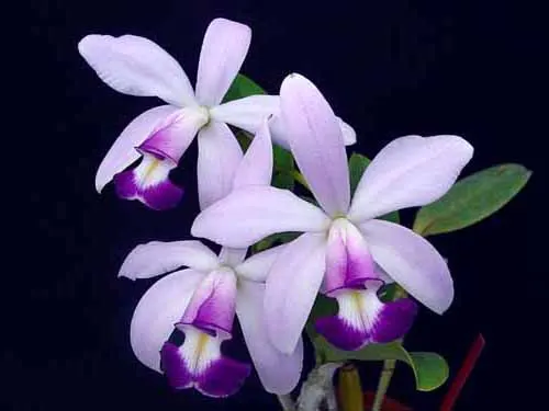 Cattleya violacea coerulea ('K S #1' x 'K S #2')