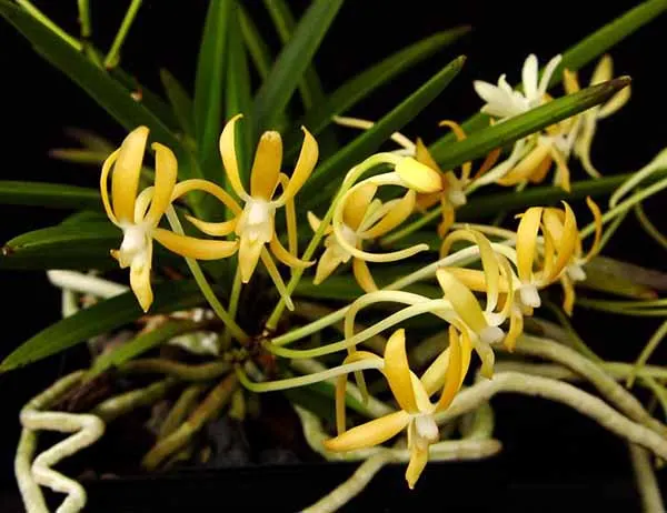 Vanda Hsinying Starlight (Vanda Lion Star x Neofinetia falcata var armami)