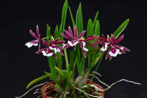 Epidendrum Chien Ya Smile 'K S' (Epi. polybulbon x E. cordigera)