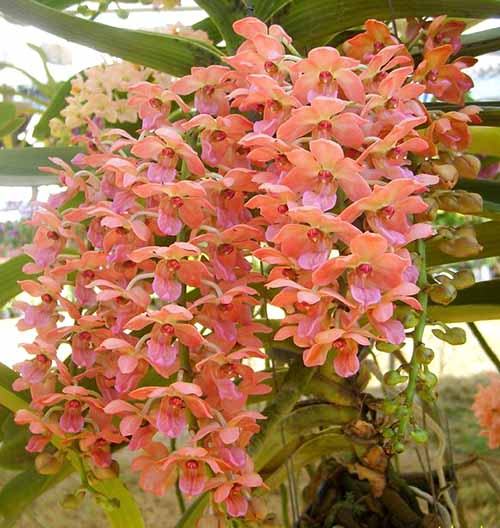 Rhynchostylis gigantea 'Orange Star'