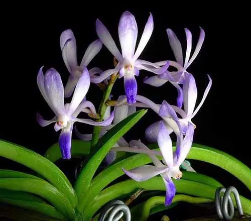 Neostylis Baby Angel