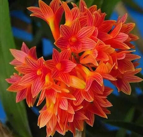 Dendrobium usitae 'Red Coral'