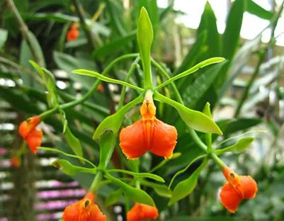 Epidendrum pseudepidendrum