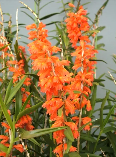 Dendrobium faciferum