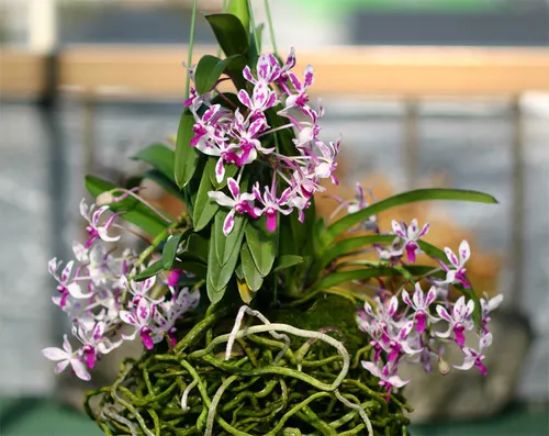 Neostylis Pinky (Neofinetia falcata 'Pink' x Rhy. gigantea 'Red')