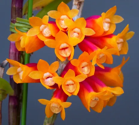 Dendrobium lawesii var bicolor ('Hsinying'  x  '#2')