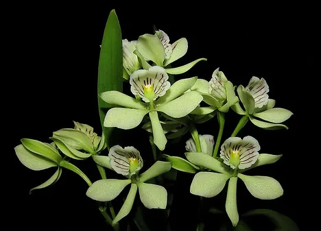 Anacheilium radiatum 'Jeff's Select'