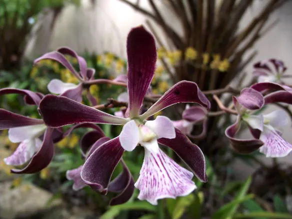 Encyclia alata