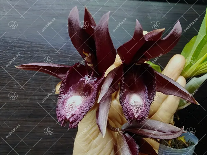 Catasetum (saccatum x pileatum) x (John Burchett x Suzan Fuchs)