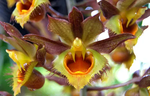 Catasetum Faustii (longifolium x osculatum)
