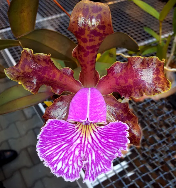 Cattleya schilleriana 'Ishikawa'