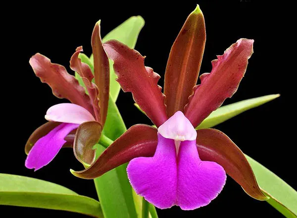 Cattleya bicolor 'Nei' x 'Colibri Bronze'