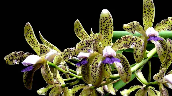 Cattleya guttata verde