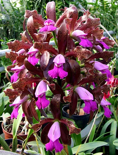 Cattleya tigrina escura
