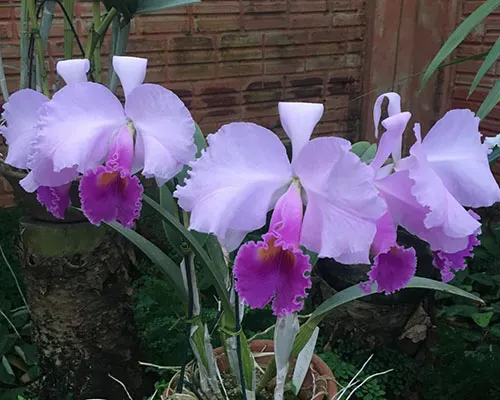 Cattleya trianae coerulea