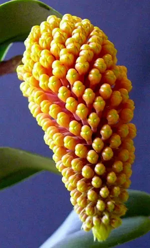 Robiquetia cerina amarela