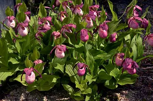 Cypripedium tibeticum x kentuckiense
