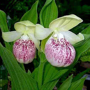 Cypripedium Ulla Silkens