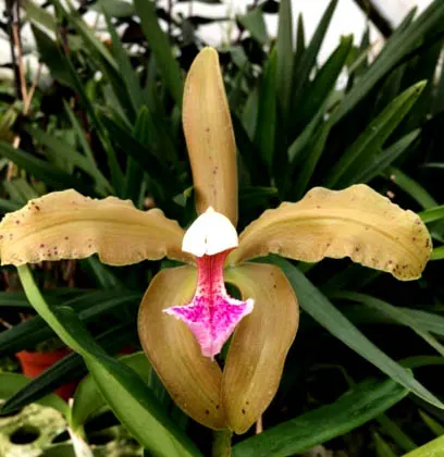 Cattleya granulosa ('010' x 'Lee Seu Long')