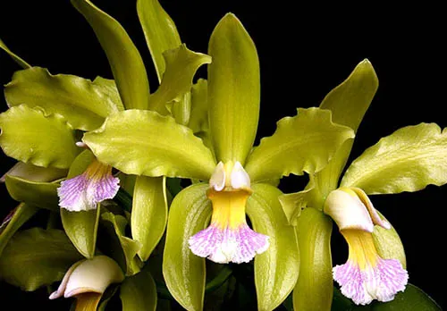 Cattleya granulosa 'Zumbi-Severo'