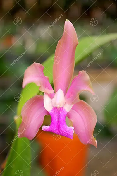 Cattleya Loddiglossa