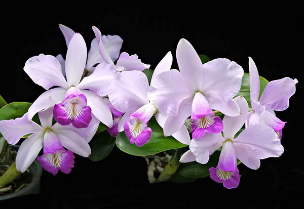 Cattleya Memorial Chuang Wen-Hsien