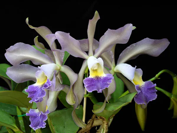 Cattleya Whitei coerulea