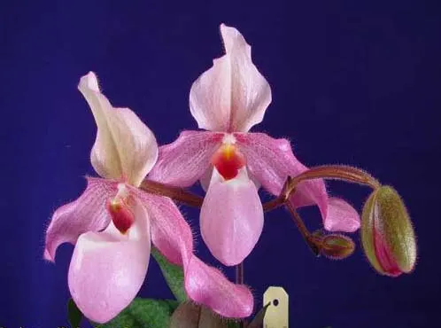 Paphiopedilum Delophyllum