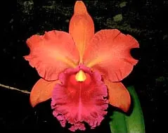 Brassolaeliocattleya Nobile's Tropicana 'TP09'