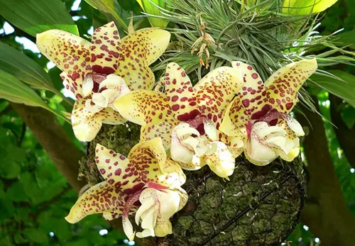 Stanhopea hernandezii